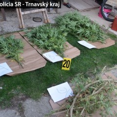 Akcia Cannabis, úrodu mu pozbierali policajti
